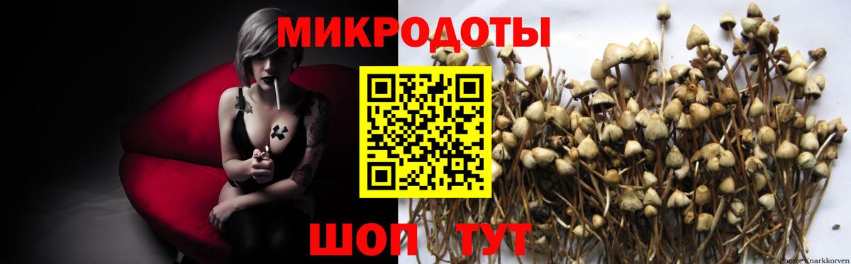 Псилоцибиновые грибы MAGIC MUSHROOMS  купить наркоту  Хасавюрт  Вход с VPN  Псилоцибиновые грибы GOLDEN TEACHER 